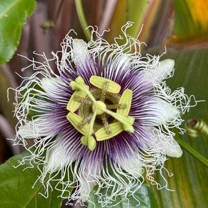 Meet your Posher, Norma